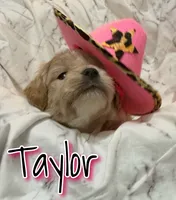 Taylor, a female Miniature Goldendoodle for sale in Saint Cloud, FL – 5 of 6