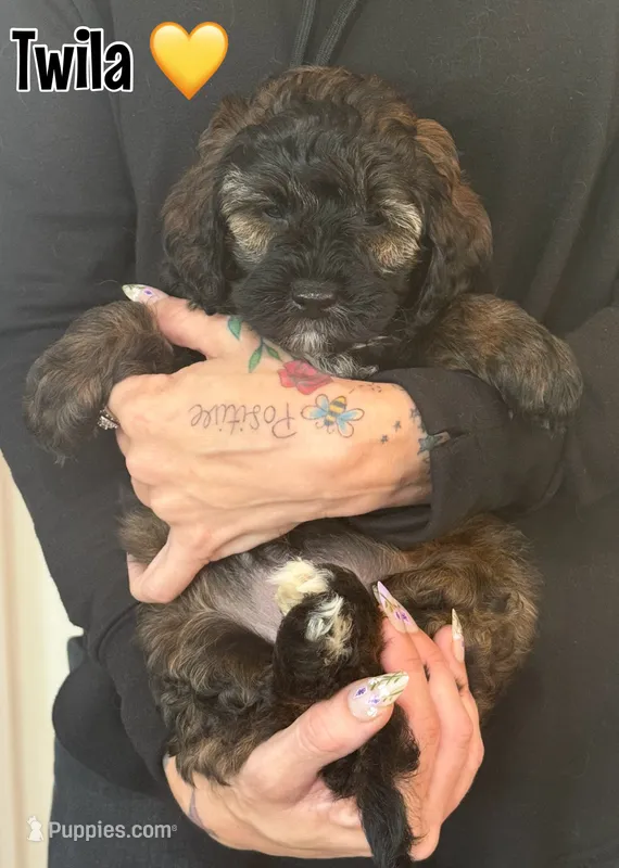 Twila  – Miniature Goldendoodle puppy for sale in Saint Cloud, FL