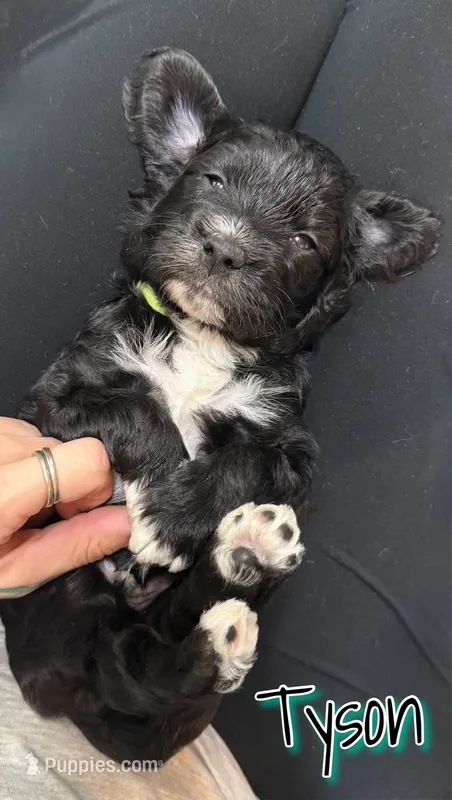 Tyson – Miniature Goldendoodle puppy for sale in Saint Cloud, FL