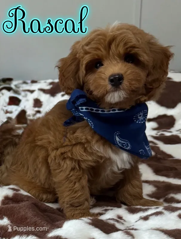 Rascal – Miniature Goldendoodle puppy for sale in Saint Cloud, FL