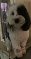Cleo*mini*, a female Sheepadoodle for sale in Saint Cloud, FL – 4 of 5