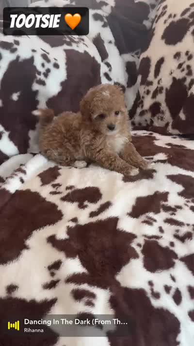 Tootsie , a female Miniature Goldendoodle for sale in Saint Cloud, FL – 6 of 6