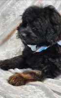 Rocco, a female Miniature Goldendoodle for sale in Saint Cloud, FL – 3 of 6