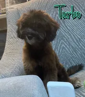 Turbo, a male Miniature Goldendoodle for sale in Saint Cloud, FL – 3 of 5