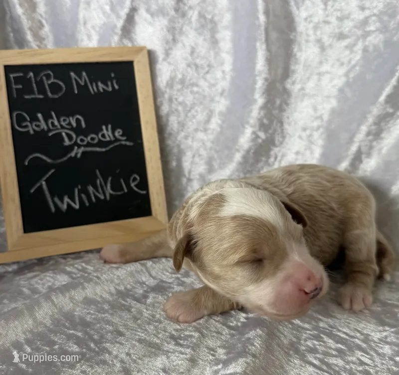 Twinkie – Miniature Goldendoodle puppy for sale in Saint Cloud, FL