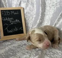 Twinkie, a female Miniature Goldendoodle for sale in Saint Cloud, FL – 1 of 3