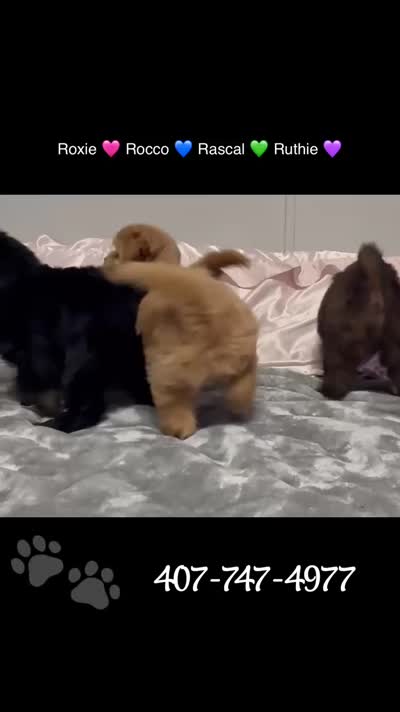 Rascal, a male Miniature Goldendoodle for sale in Saint Cloud, FL – 3 of 3