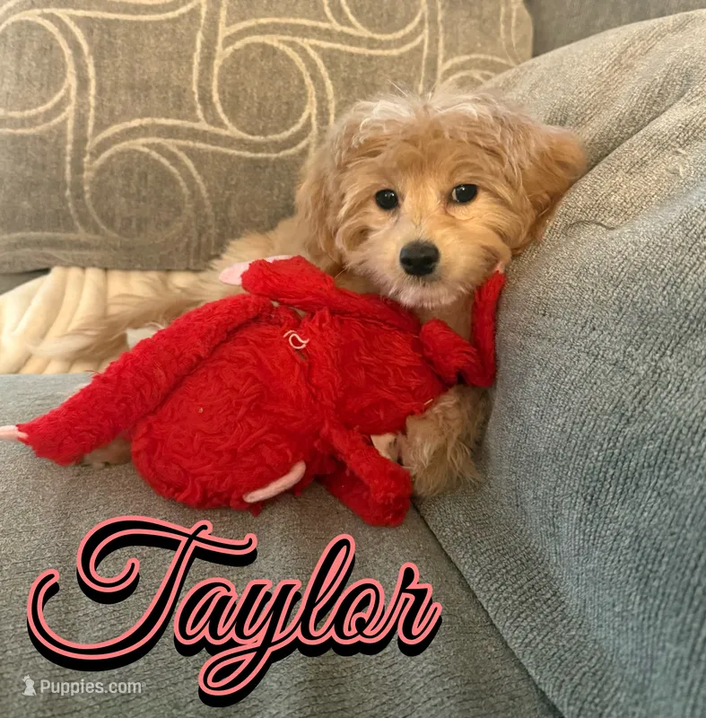 Taylor – Miniature Goldendoodle puppy for sale in Saint Cloud, FL
