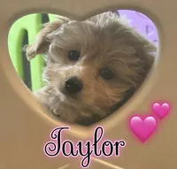 Taylor, a female Miniature Goldendoodle for sale in Saint Cloud, FL – 5 of 7