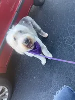 Winter, a female Old English Sheepdog for sale in Saint Cloud, FL – 4 of 4