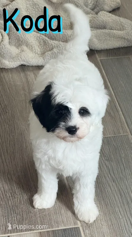 Koda *micro mini* – Sheepadoodle puppy for sale in Saint Cloud, FL
