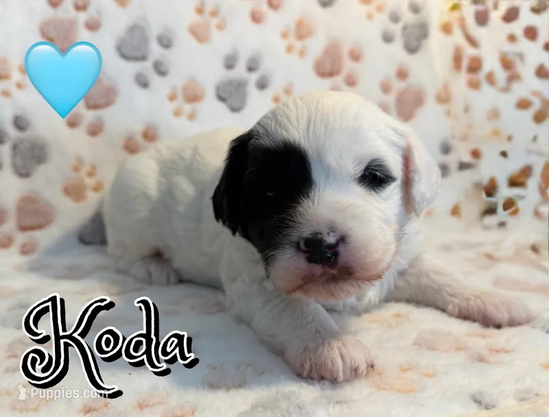 Koda *micro mini*