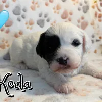 Koda *micro mini*, a male Sheepadoodle for sale in Saint Cloud, FL – Photo 1 of 3