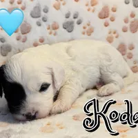 Koda *micro mini*, a male Sheepadoodle for sale in Saint Cloud, FL – Photo 2 of 3