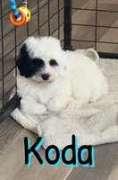 Koda *micro mini*, a male Sheepadoodle for sale in Saint Cloud, FL – Photo 2 of 2
