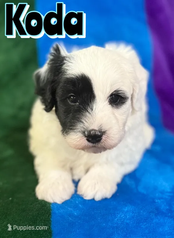 Koda *micro mini* – Sheepadoodle puppy for sale in Saint Cloud, FL
