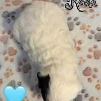 Koda *micro mini*, a male Sheepadoodle for sale in Saint Cloud, FL – Photo 3 of 3