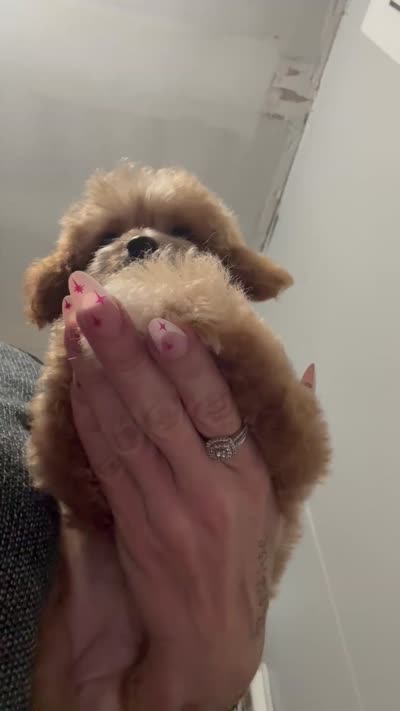 Rocco, a female Miniature Goldendoodle for sale in Saint Cloud, FL – 6 of 6