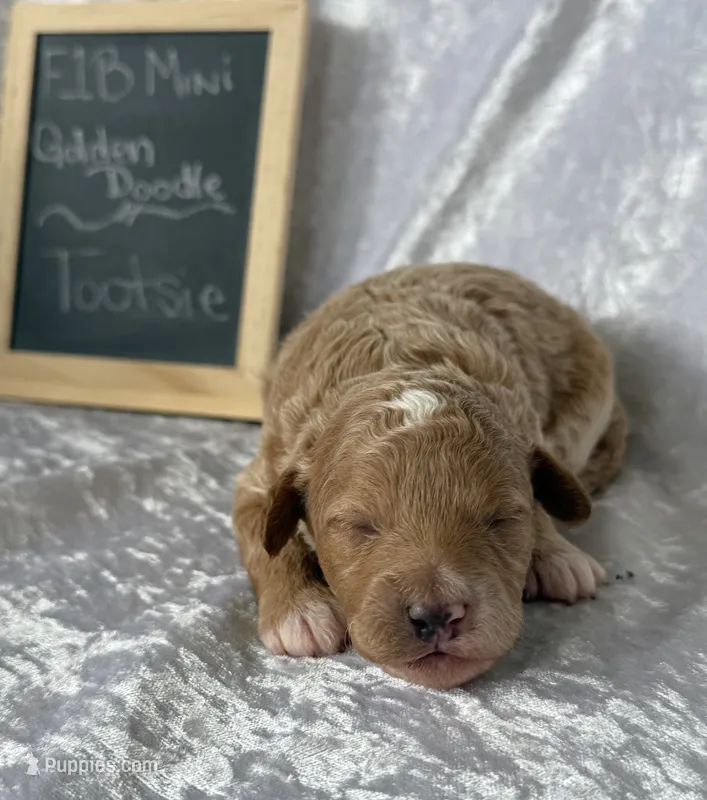 Tootsie  – Miniature Goldendoodle puppy for sale in Saint Cloud, FL