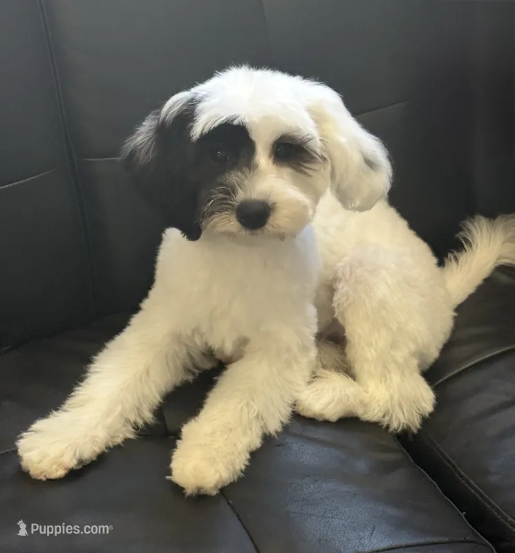 Koda *micro mini* – Sheepadoodle puppy for sale in Saint Cloud, FL