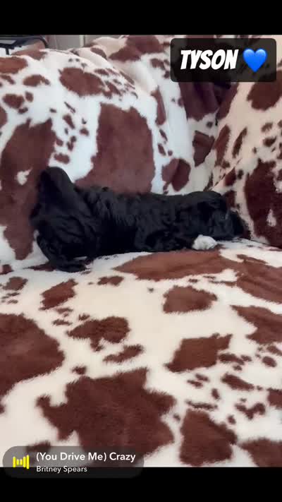 Tyson, a male Miniature Goldendoodle for sale in Saint Cloud, FL – 6 of 6