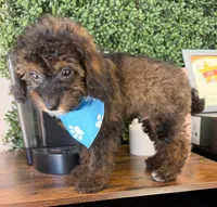 Lucas, a male Poodle - Toy  for sale in Saint Cloud, FL – Photo 2 of 7