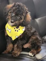 Lucas, a male Poodle - Toy  for sale in Saint Cloud, FL – Photo 4 of 7