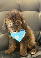 Lucas, a male Poodle - Toy  for sale in Saint Cloud, FL – Photo 3 of 7