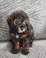 Lucas, a male Poodle - Toy  for sale in Saint Cloud, FL – Photo 5 of 7