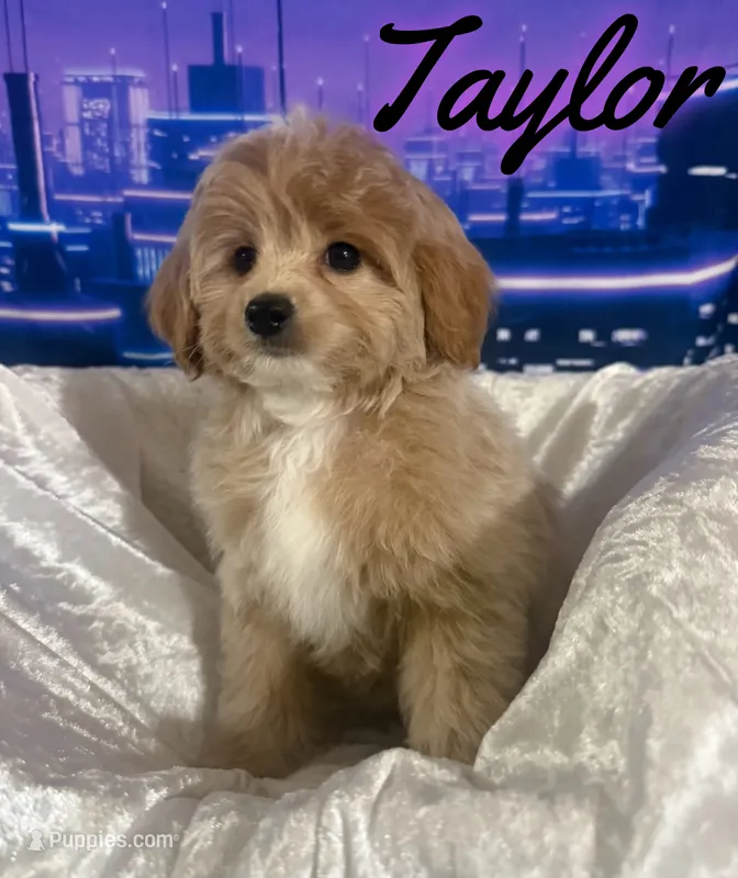 Taylor – Miniature Goldendoodle puppy for sale in Saint Cloud, FL