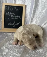 Taylor, a female Miniature Goldendoodle for sale in Saint Cloud, FL – 2 of 3