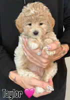Taylor, a female Miniature Goldendoodle for sale in Saint Cloud, FL – 2 of 6