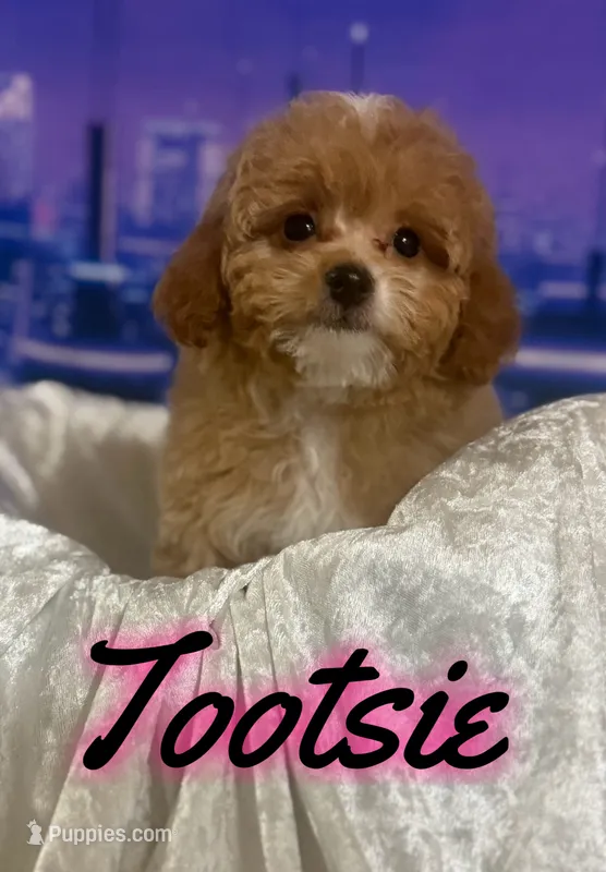 Tootsie  – Miniature Goldendoodle puppy for sale in Saint Cloud, FL