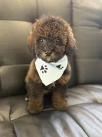 Will, a male Poodle - Toy  for sale in Saint Cloud, FL – Photo 1 of 7