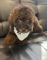 Will, a male Poodle - Toy  for sale in Saint Cloud, FL – Photo 3 of 7