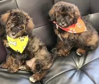 Will, a male Poodle - Toy  for sale in Saint Cloud, FL – Photo 6 of 7