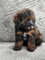 Will, a male Poodle - Toy  for sale in Saint Cloud, FL – Photo 5 of 7