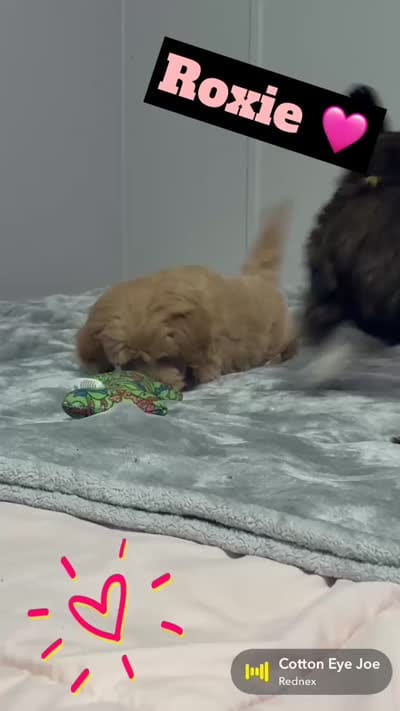 Roxie, a female Miniature Goldendoodle for sale in Saint Cloud, FL – 3 of 3