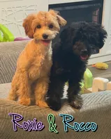 Rocco, a female Miniature Goldendoodle for sale in Saint Cloud, FL – 4 of 6