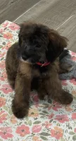 Turbo, a male Miniature Goldendoodle for sale in Saint Cloud, FL – 2 of 5