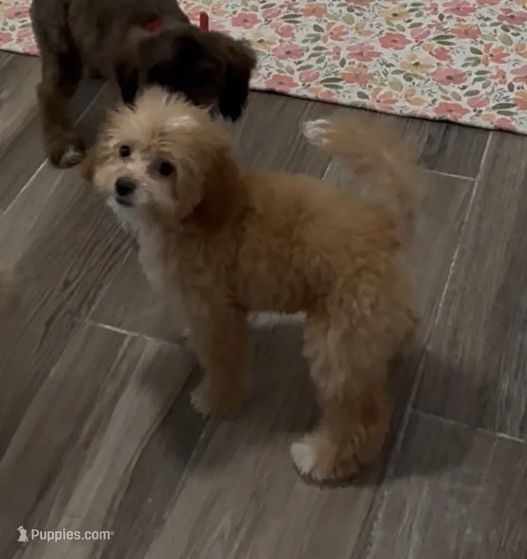 Tootsie  – Miniature Goldendoodle puppy for sale in Saint Cloud, FL