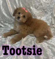 Tootsie , a female Miniature Goldendoodle for sale in Saint Cloud, FL – 2 of 8