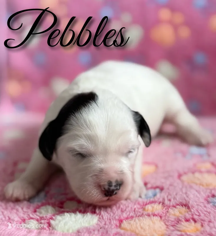 Pebbles*mini* – Sheepadoodle puppy for sale in Saint Cloud, FL