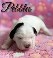 Pebbles*mini*, a female Sheepadoodle for sale in Saint Cloud, FL – 1 of 5