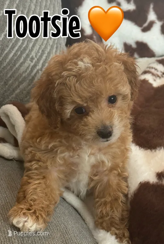 Tootsie  – Miniature Goldendoodle puppy for sale in Saint Cloud, FL