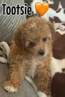 Tootsie , a female Miniature Goldendoodle for sale in Saint Cloud, FL – 1 of 6