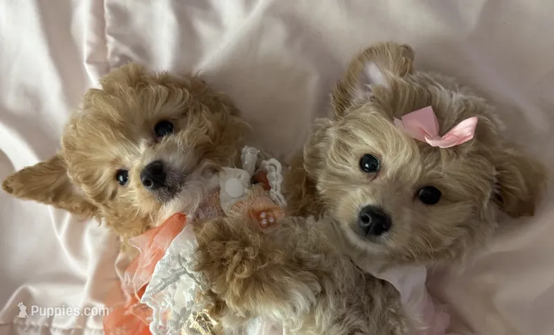 Taylor – Miniature Goldendoodle puppy for sale in Saint Cloud, FL