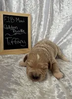 Tiffany, a female Miniature Goldendoodle for sale in Saint Cloud, FL – 3 of 3