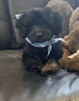 Rocco, a female Miniature Goldendoodle for sale in Saint Cloud, FL – 1 of 6