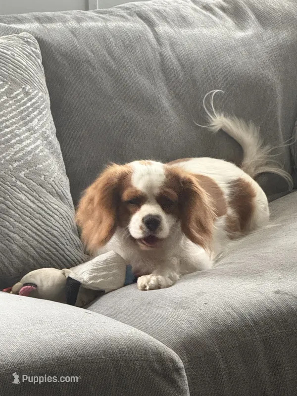 Rebel – Cavalier King Charles Spaniel puppy for sale in Saint Cloud, FL